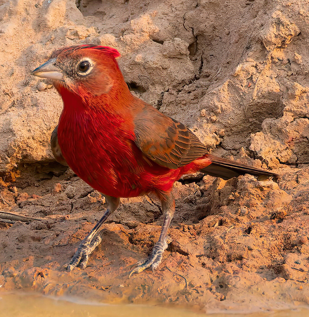 image Red-crested Finch